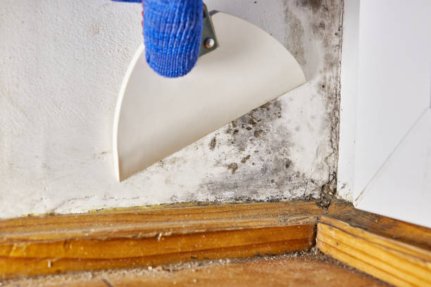 Best Mold Documentation for Insurance Claims  in Rio Rico, AZ